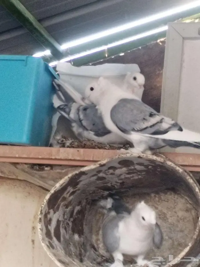 حمام حب الرمان 6