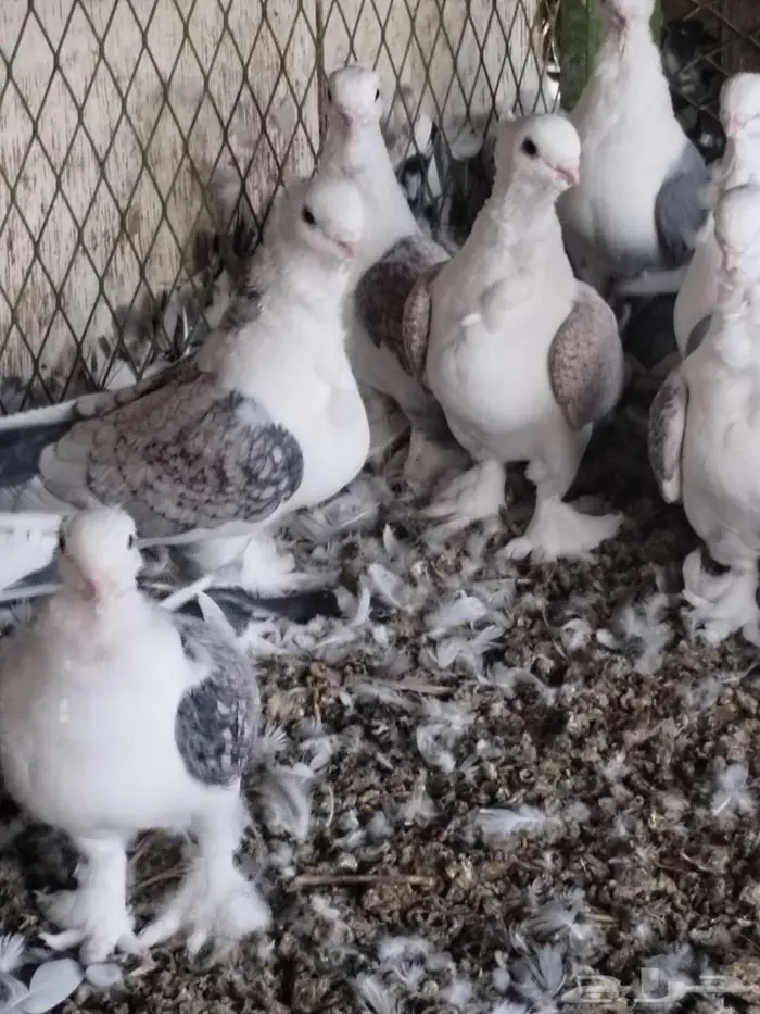 حمام حب الرمان 1