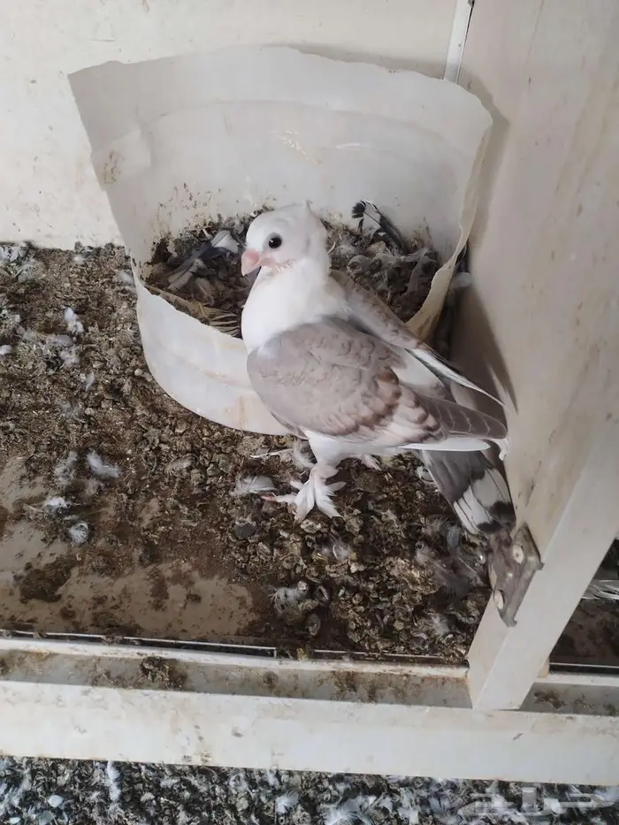 حمام حب الرمان 2