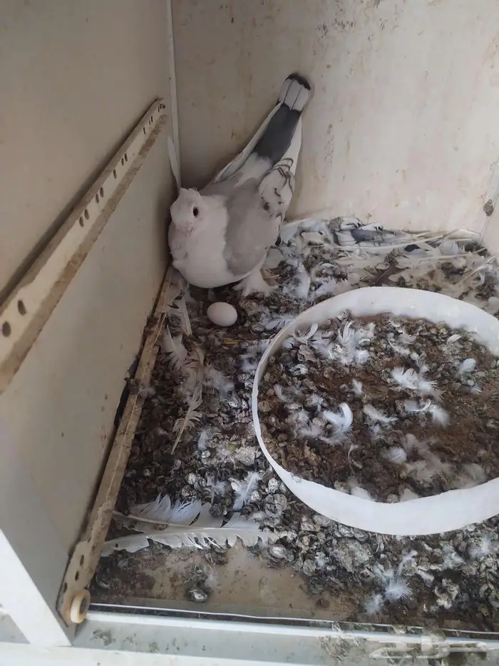 حمام حب الرمان 3