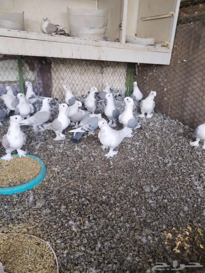 حمام حب الرمان 5