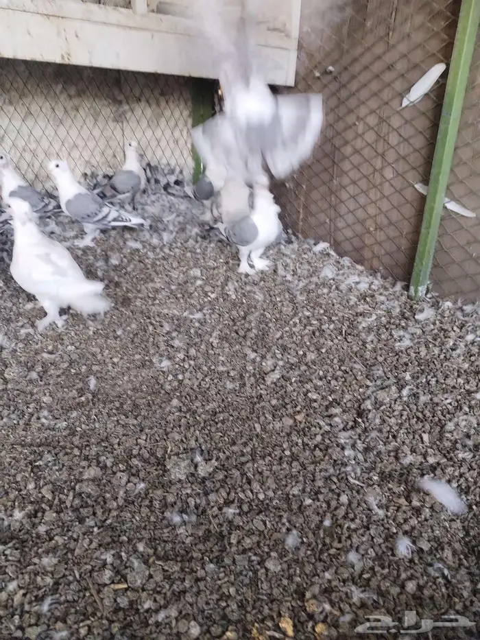 حمام حب الرمان 4