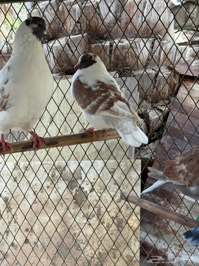 حمام مدينة 0