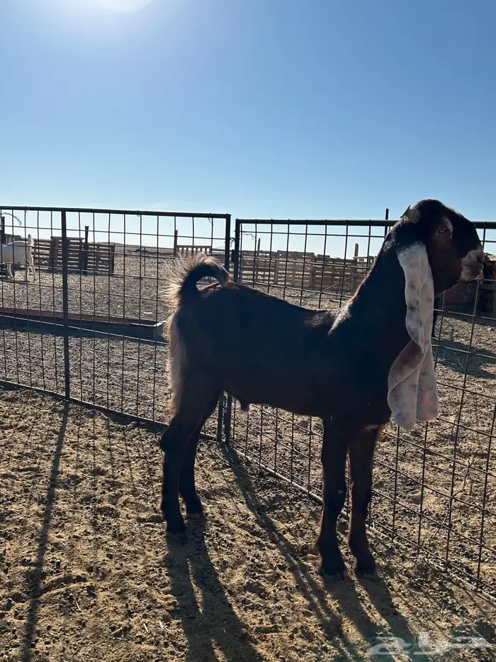 تيس هولندي 0