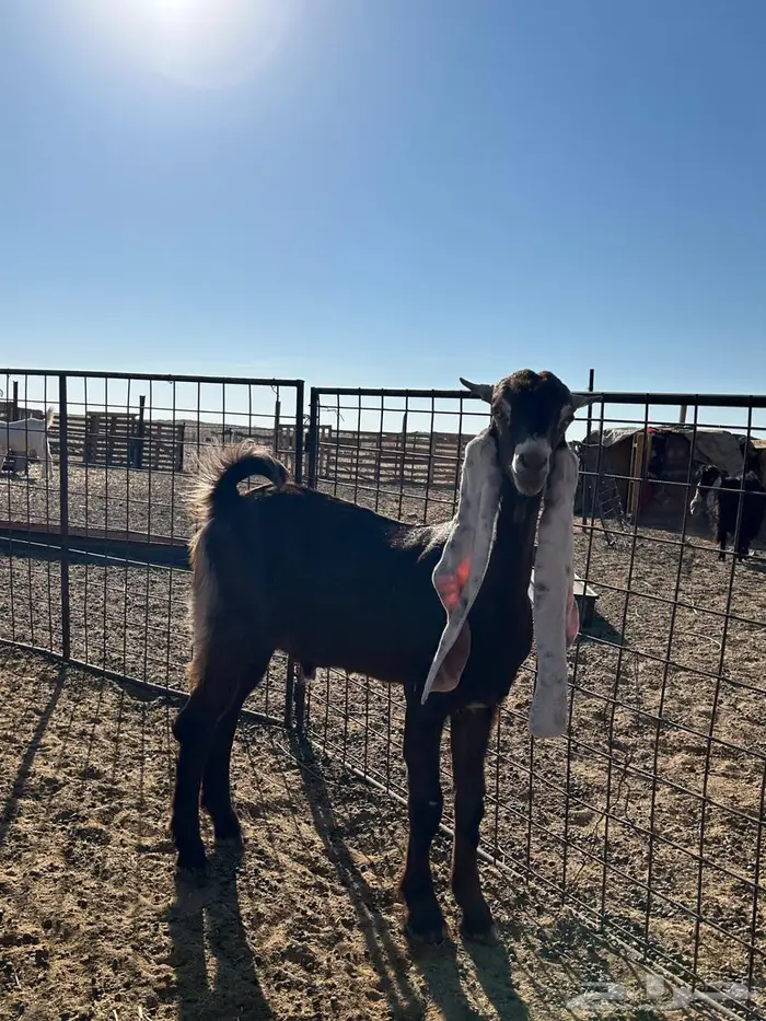 تيس هولندي 1