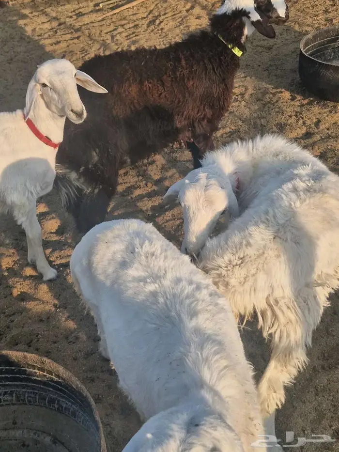 ذبايح طليان ب1250 0