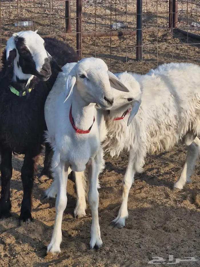 ذبايح طليان ب1250 1