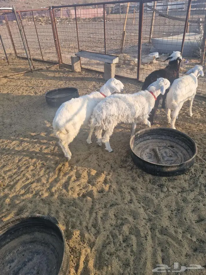 ذبايح طليان ب1250 2