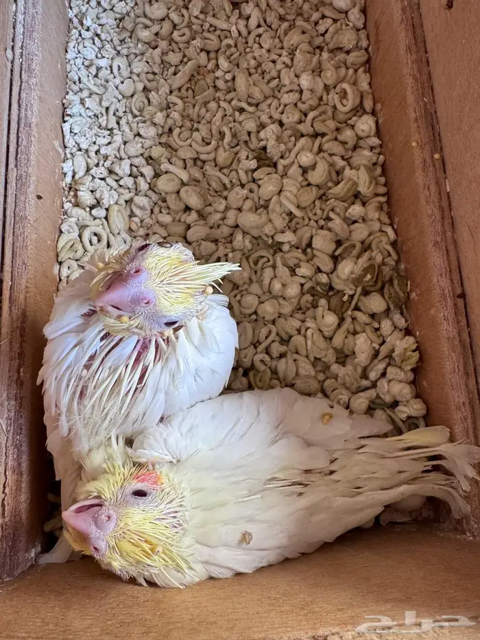 فرخين كروان لاتينو 0