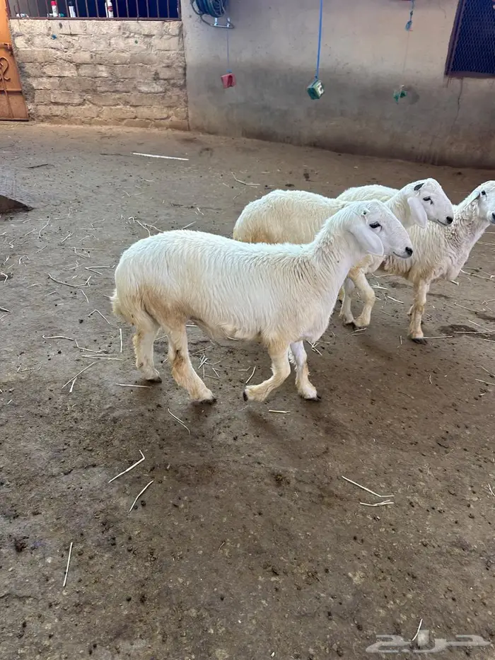 خرفان مناسبات للبيع مولده ومرباه عندى شعير وبرسيم فقط 0