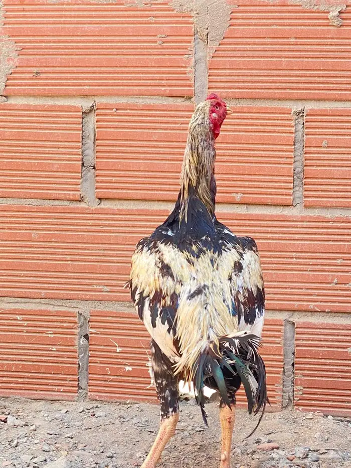 ديوك بكستاني اصل 1