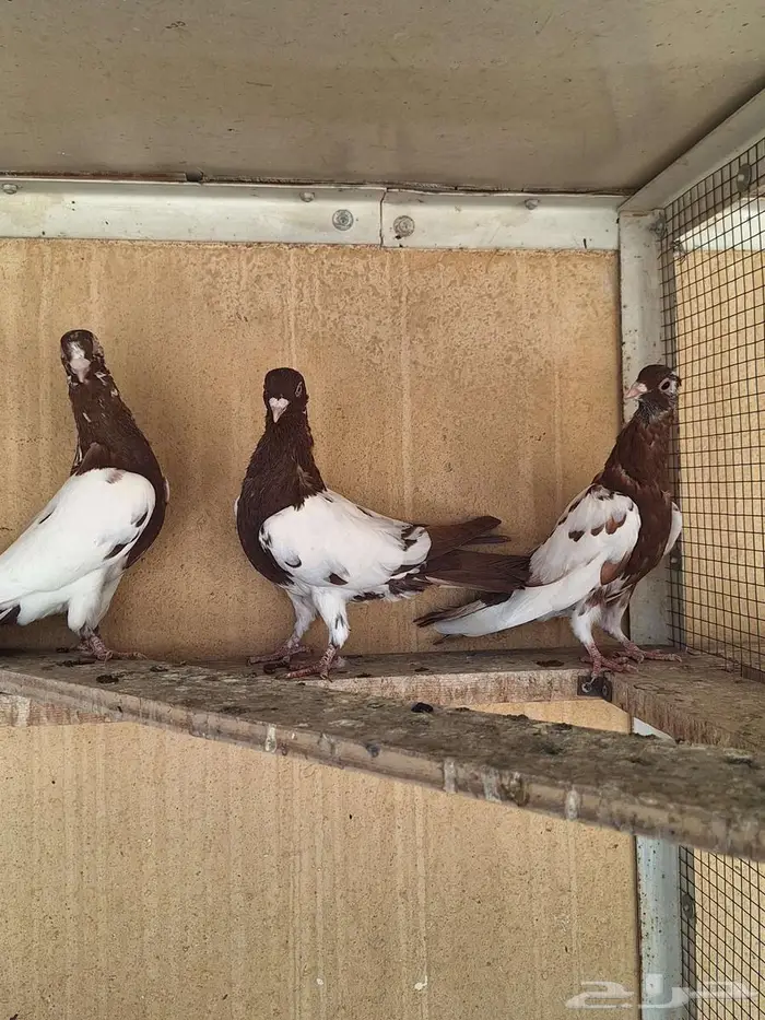 حمام سوري للبيع 0