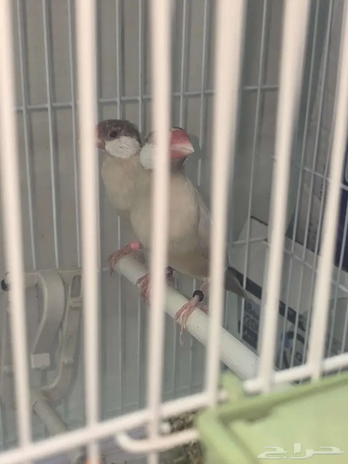 جوز جاوا كريمي وعيون احمر صبغه قويه وحجم جبار 0