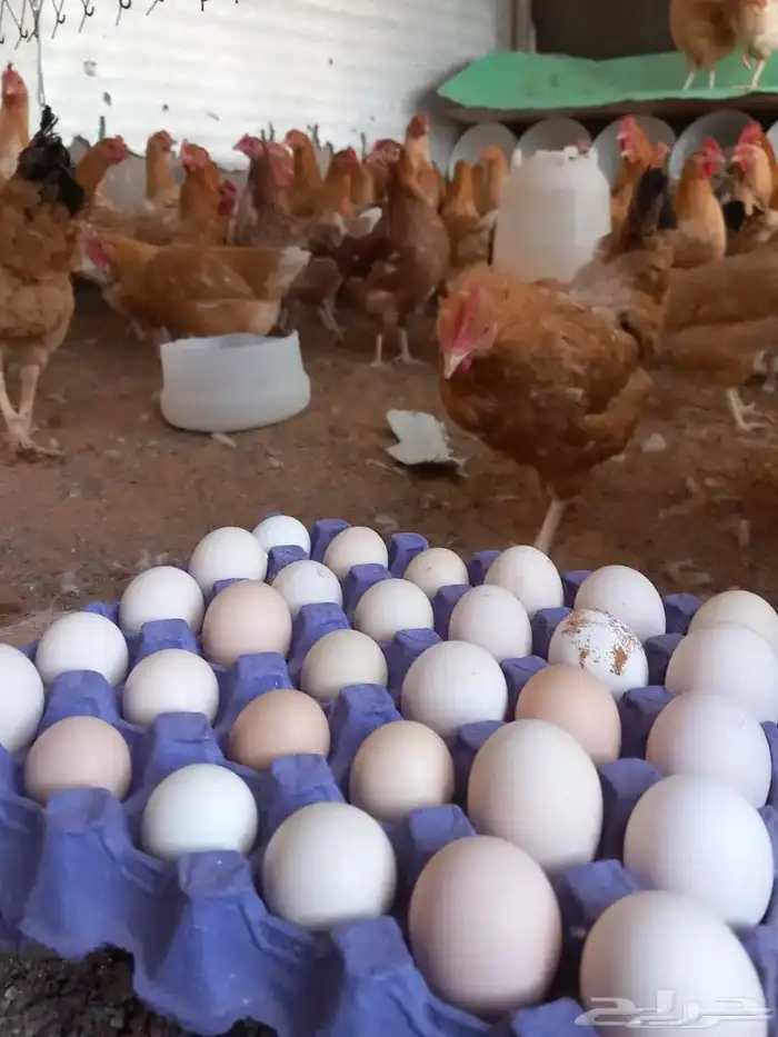 بيض دجاج تركي 2