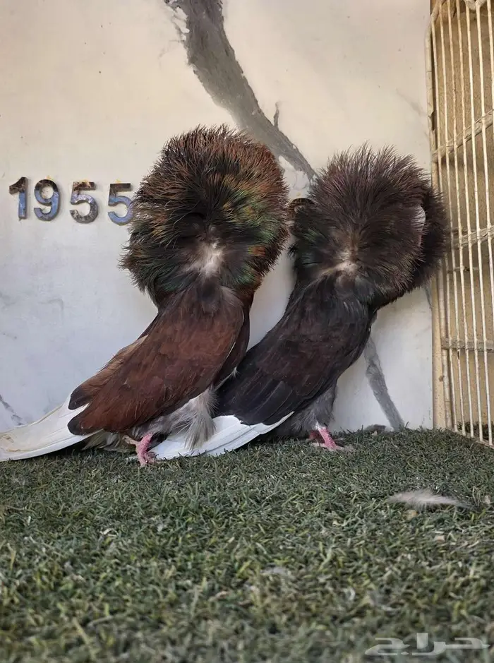 زوج جاكوبين مستوى حلو 0