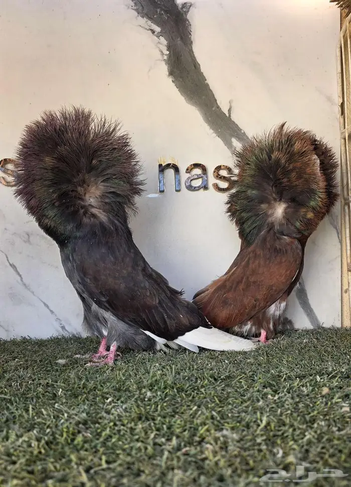 زوج جاكوبين مستوى حلو 5