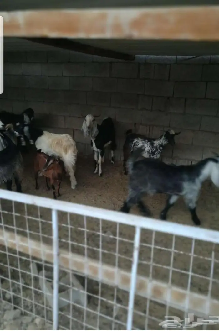 ذبائح حنيذ مندي عربي سليق كوزي مديني كابلي بخاري 23