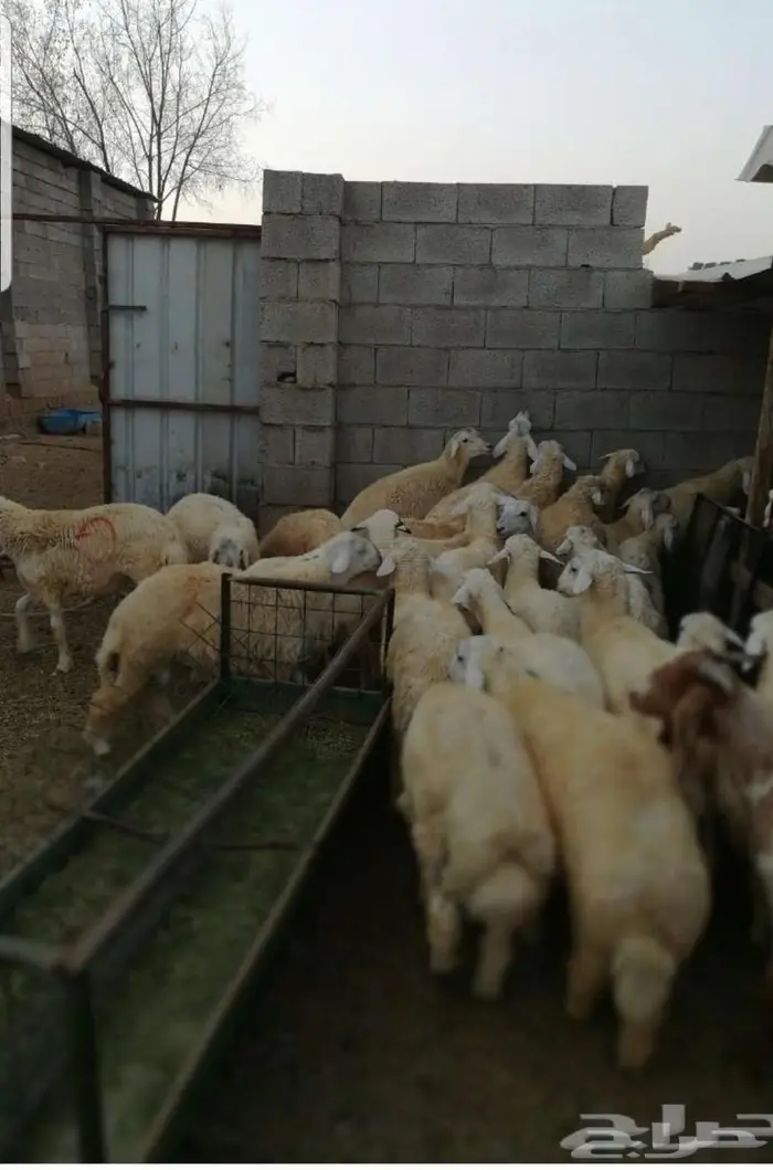 ذبائح حنيذ مندي عربي سليق كوزي مديني كابلي بخاري 15