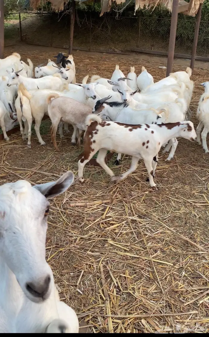 تيوس شحم ولحم 4