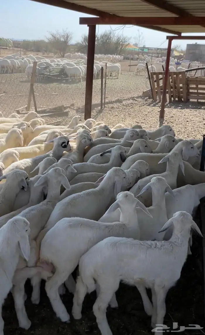 للبيع بهم تربيه فاخر 0