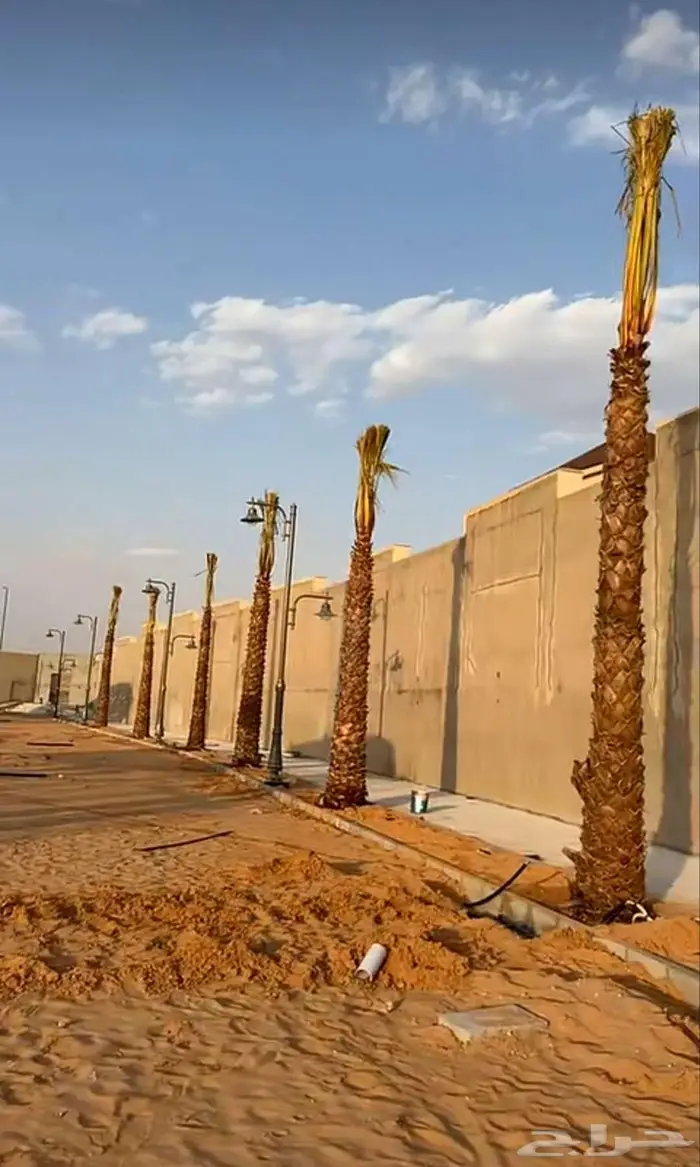 نخل للبيع واشنطن نخل واشنطني زينة 8