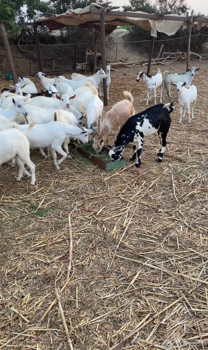 تيوس شحم ولحم 5