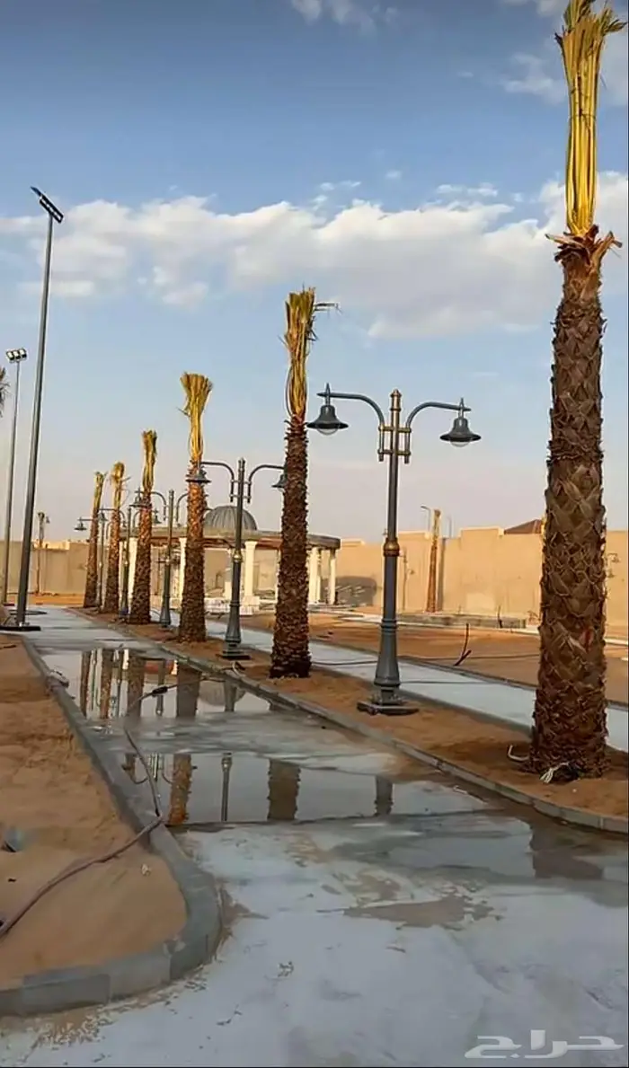 نخل للبيع واشنطن نخل واشنطني زينة 2