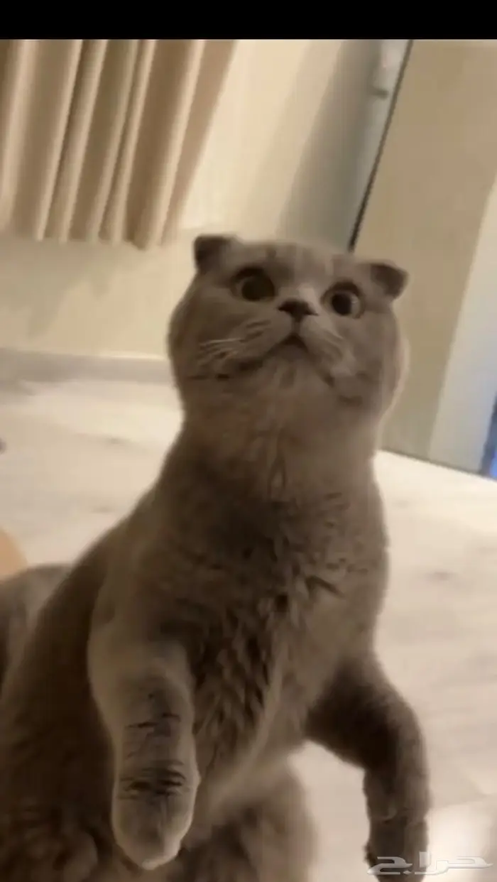 للبيع قطه سكوتش فولد لون سلفر 1