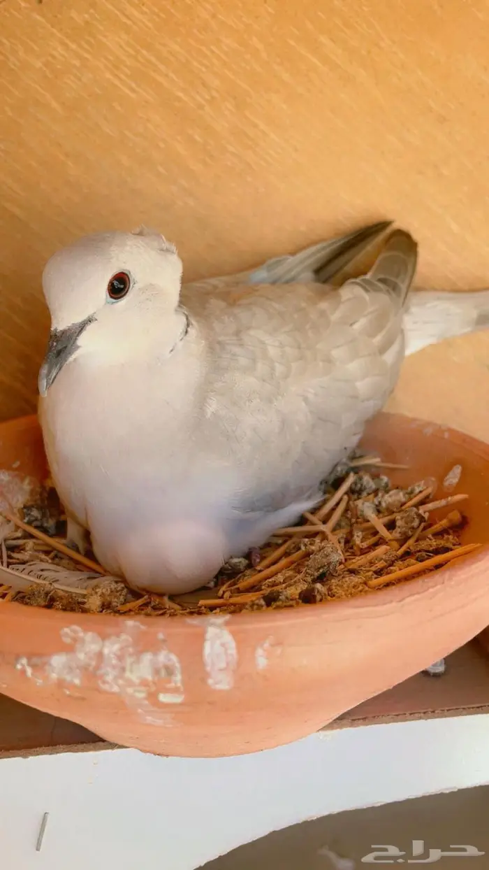 زوج قماري هولندي رصاصي كرست 3