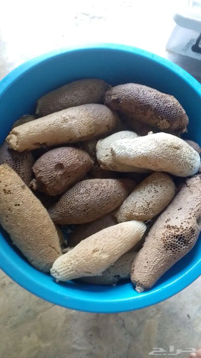 عسل بري حر المجموع 62 كيلو انتاج 3 ايام 0