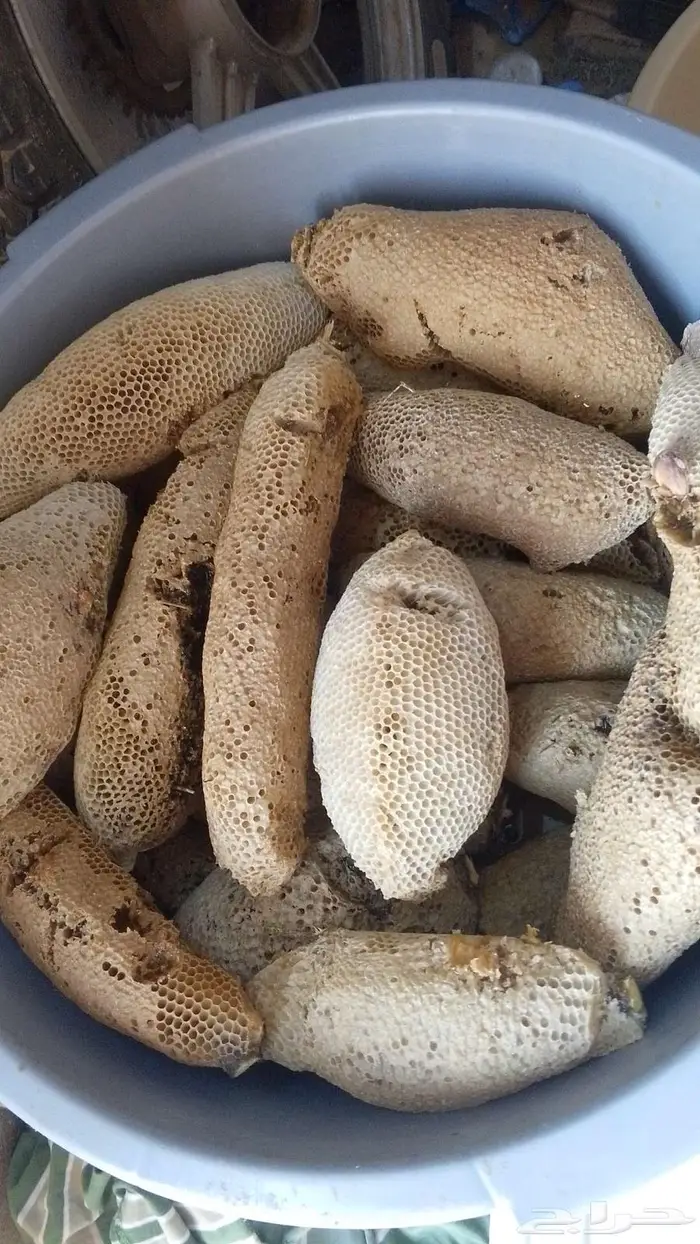 عسل بري حر المجموع 62 كيلو انتاج 3 ايام 3