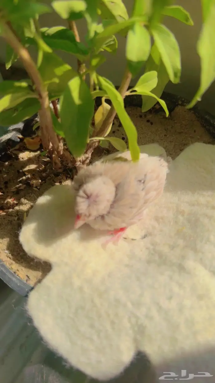 الهواه الكناري ولغر يوجد عدد 1 فرخ كرست 0