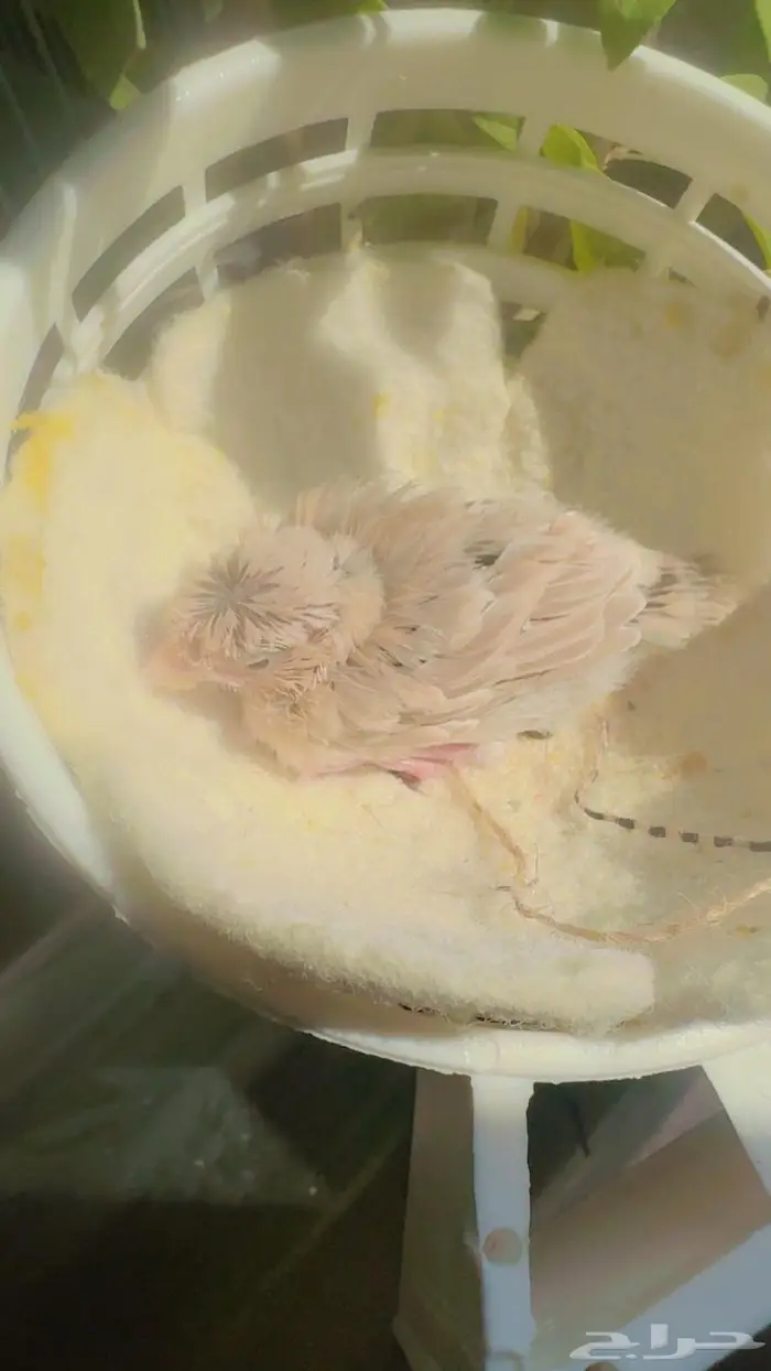 الهواه الكناري ولغر يوجد عدد 1 فرخ كرست 3