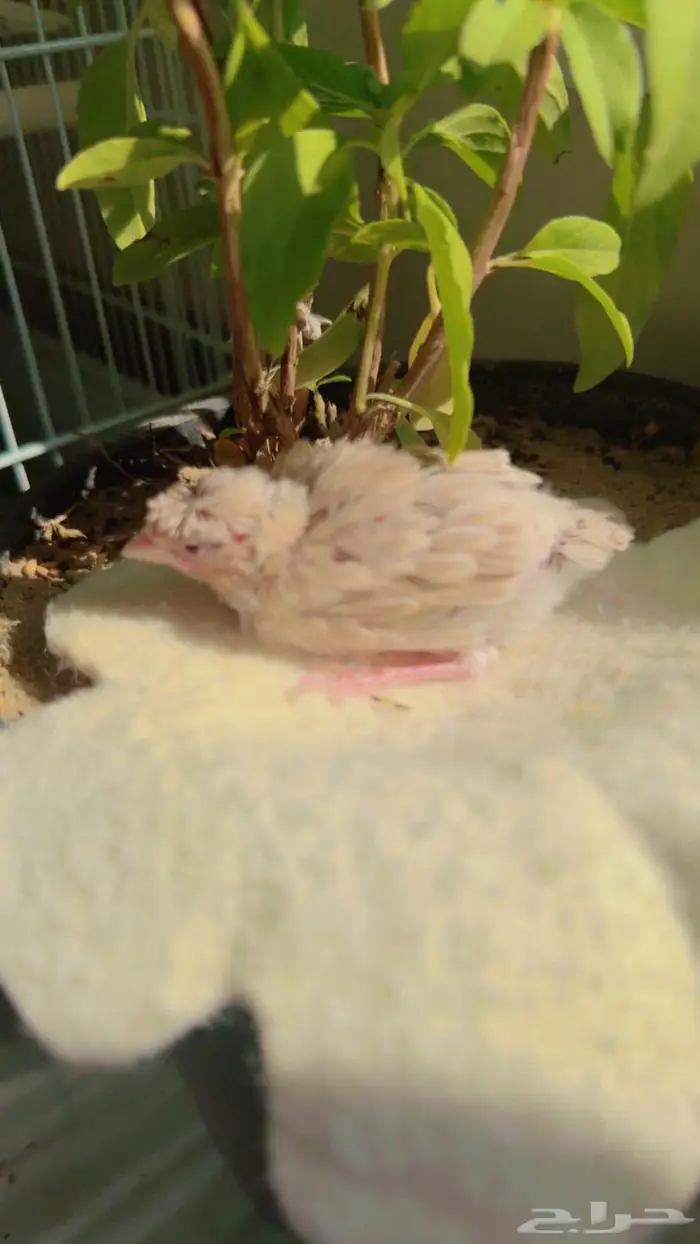 الهواه الكناري ولغر يوجد عدد 1 فرخ كرست 2