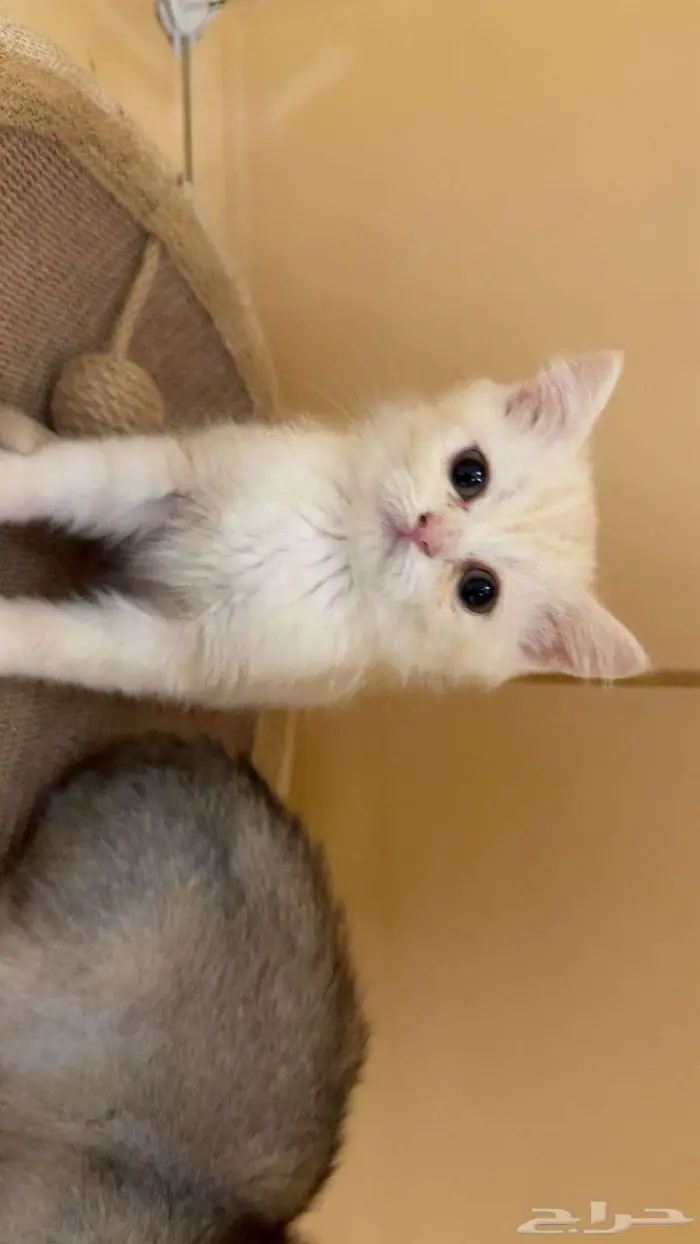 كتن سكوتش شيرازي 1