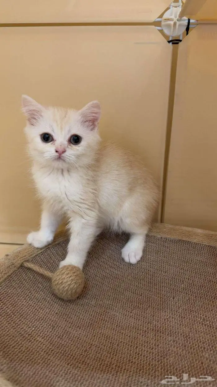 كتن سكوتش شيرازي 0