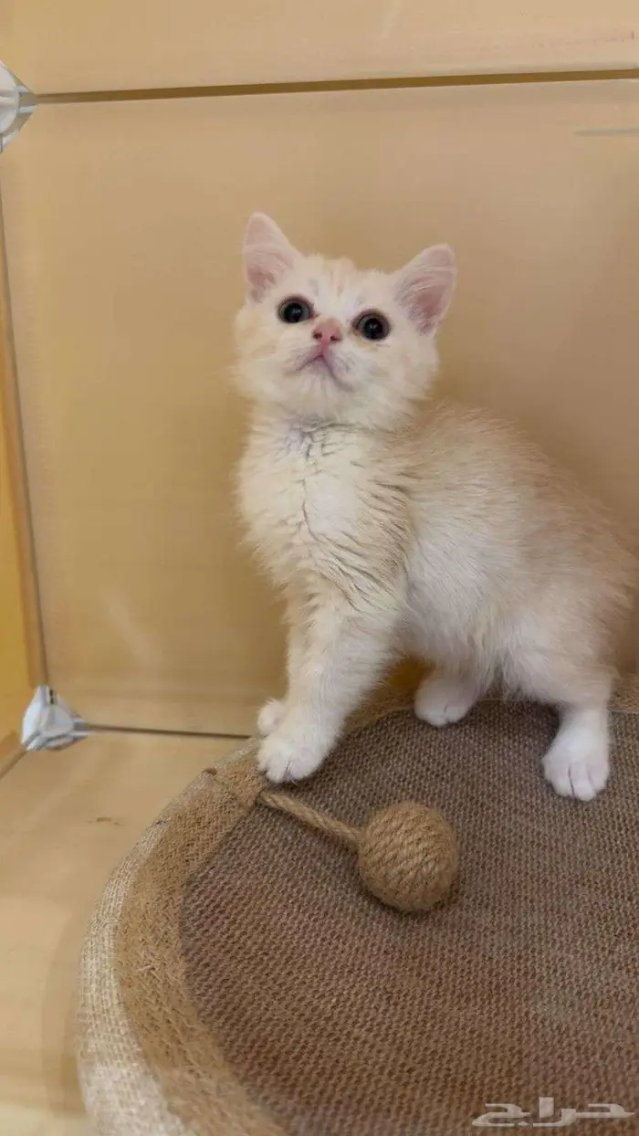 كتن سكوتش شيرازي 2