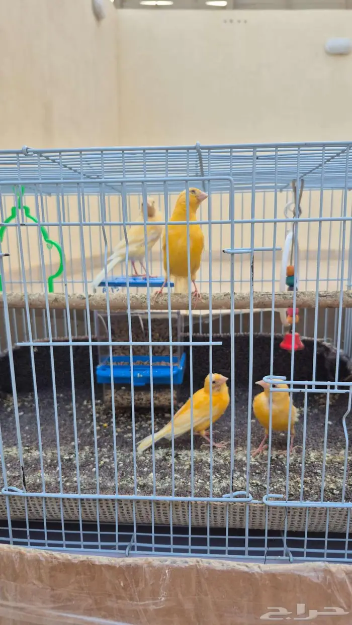 طيور كناري سورية 0
