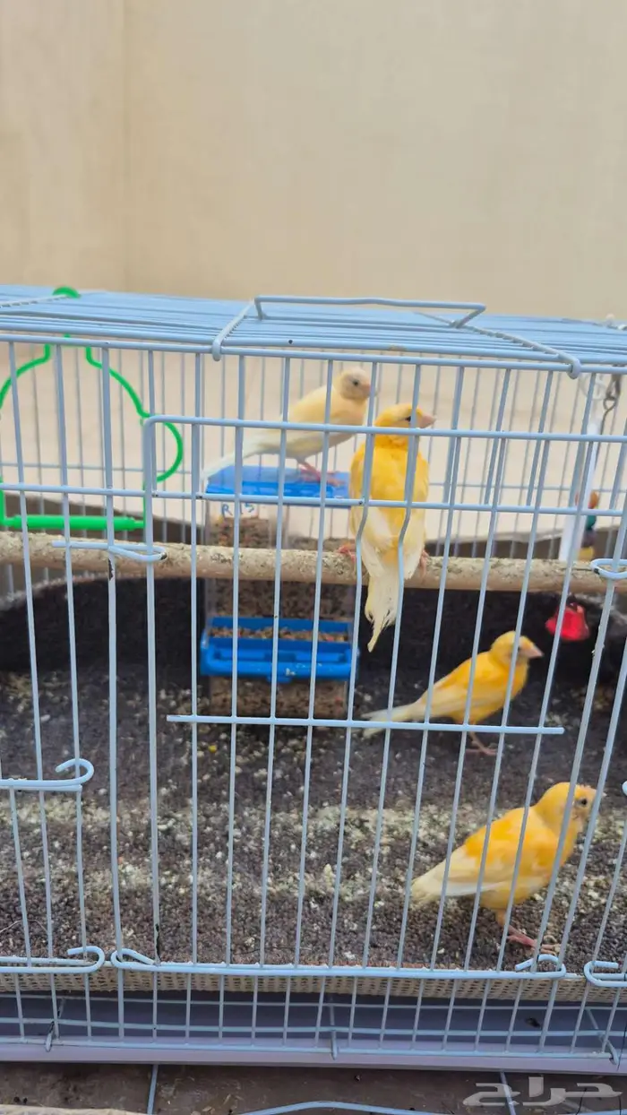 طيور كناري سورية 1