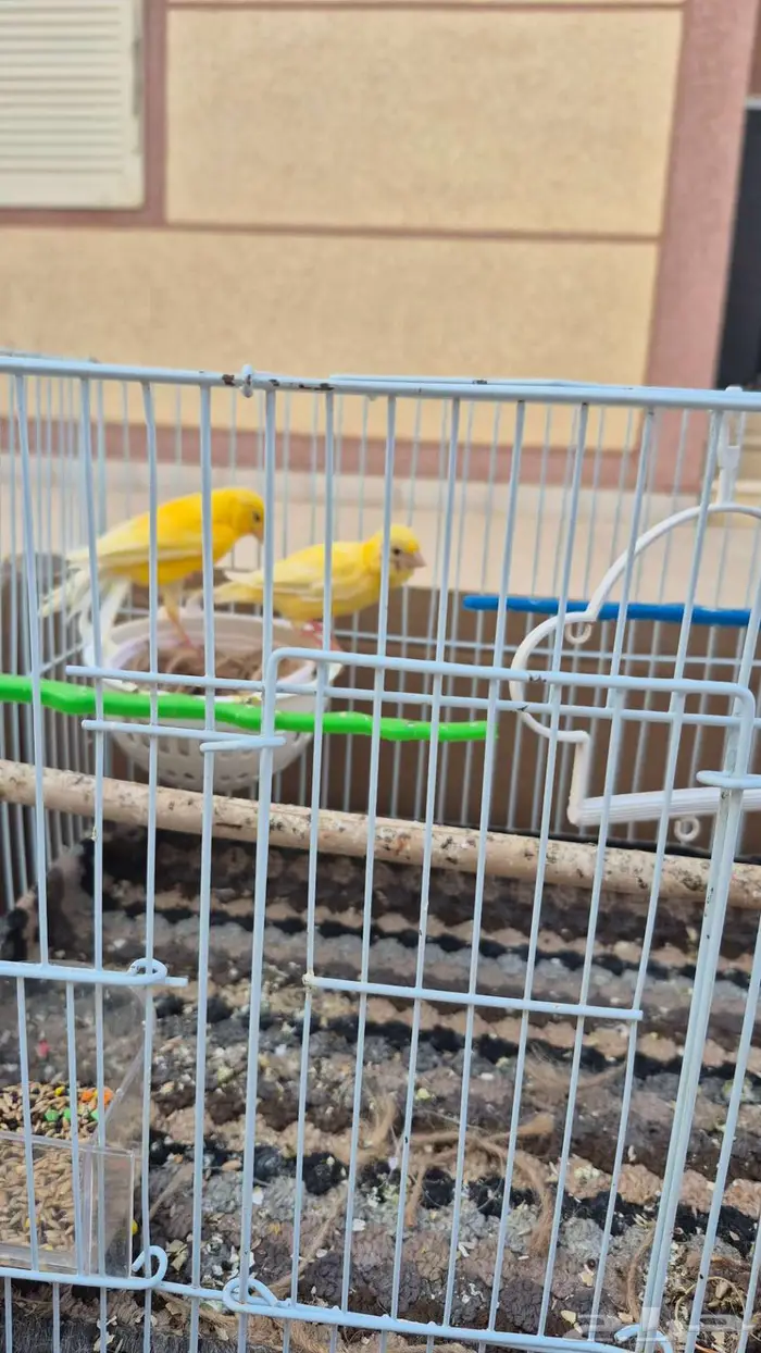 طيور كناري سورية 2