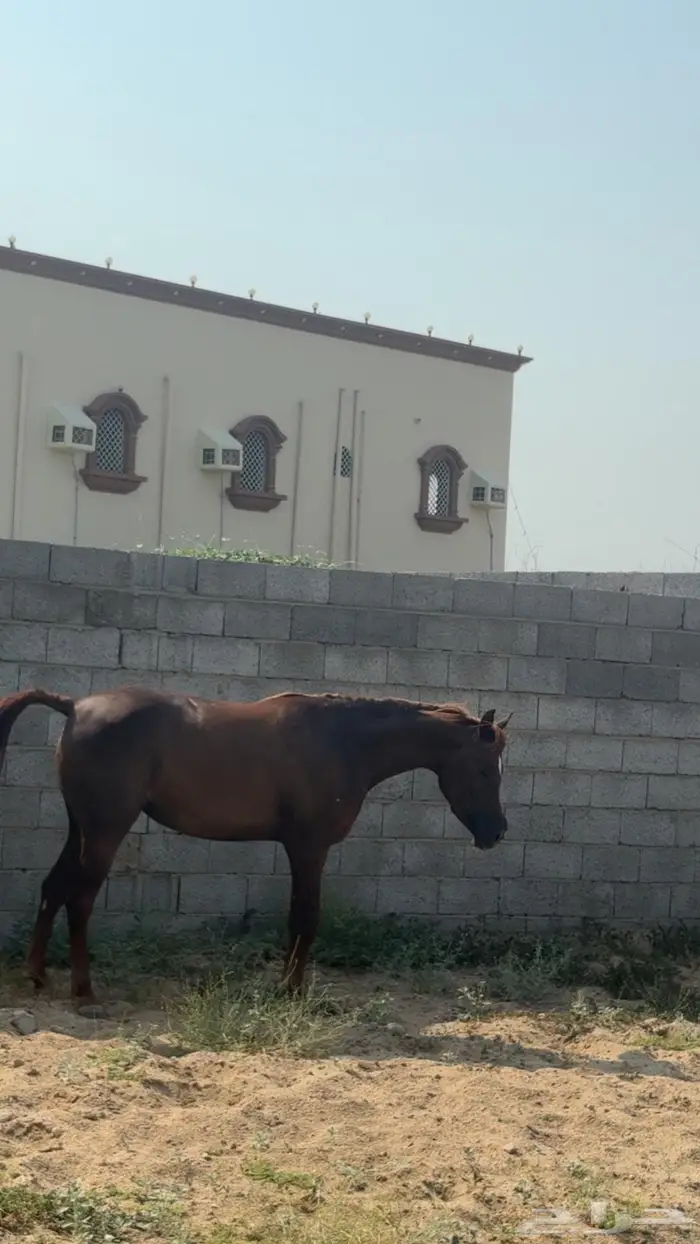 للبيع فرس شعبيه شيخه 0