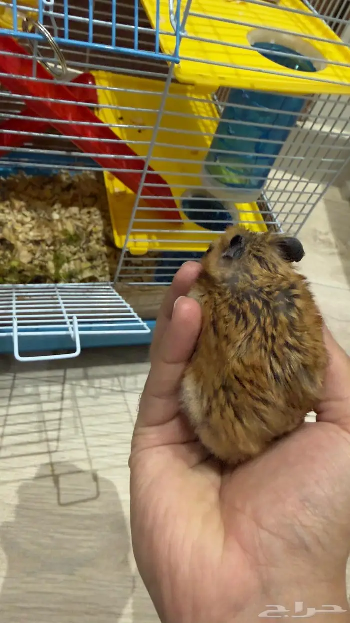 هامستر للبيع روسي ثلاث 1