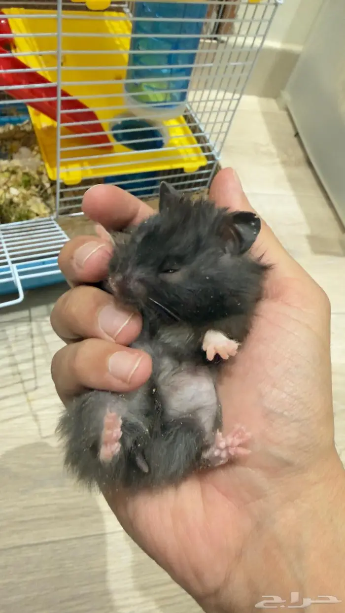 هامستر للبيع روسي ثلاث 0