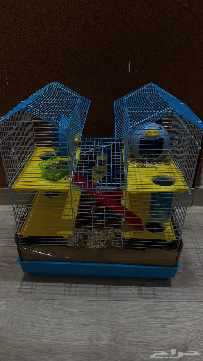 هامستر للبيع روسي ثلاث 4