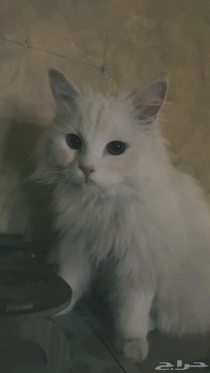 اعلان تبني قطة 1