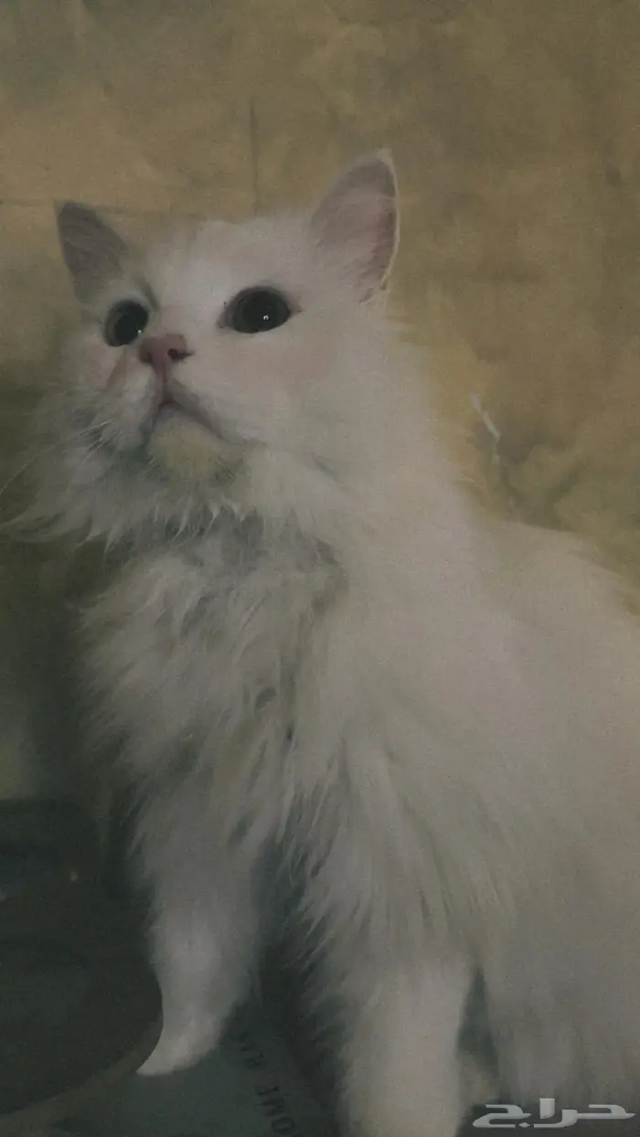 اعلان تبني قطة 0