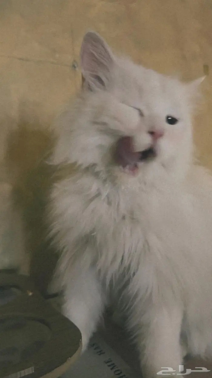 اعلان تبني قطة 2