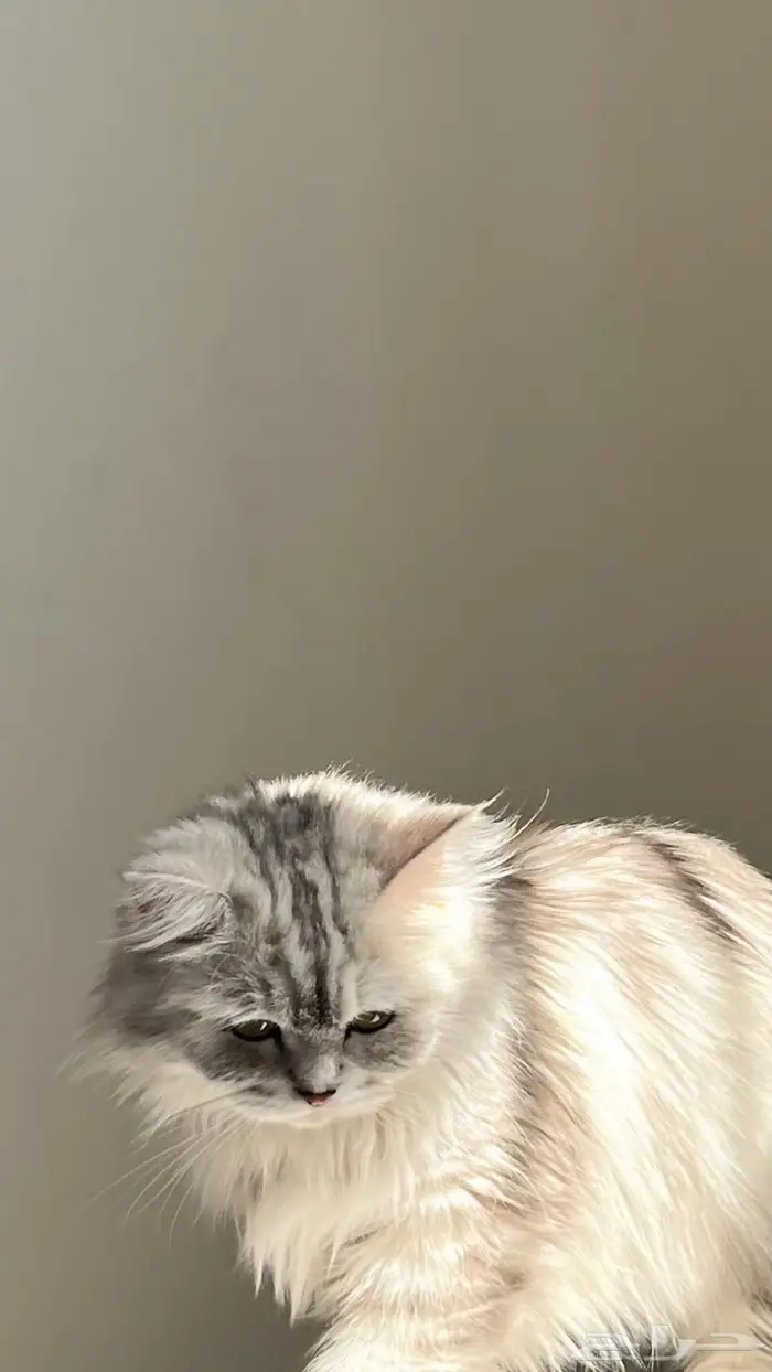 قطه شيرازي 0