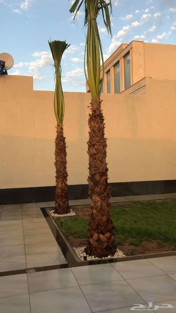 نخل للبيع واشنطن نخل واشنطني زينة 4