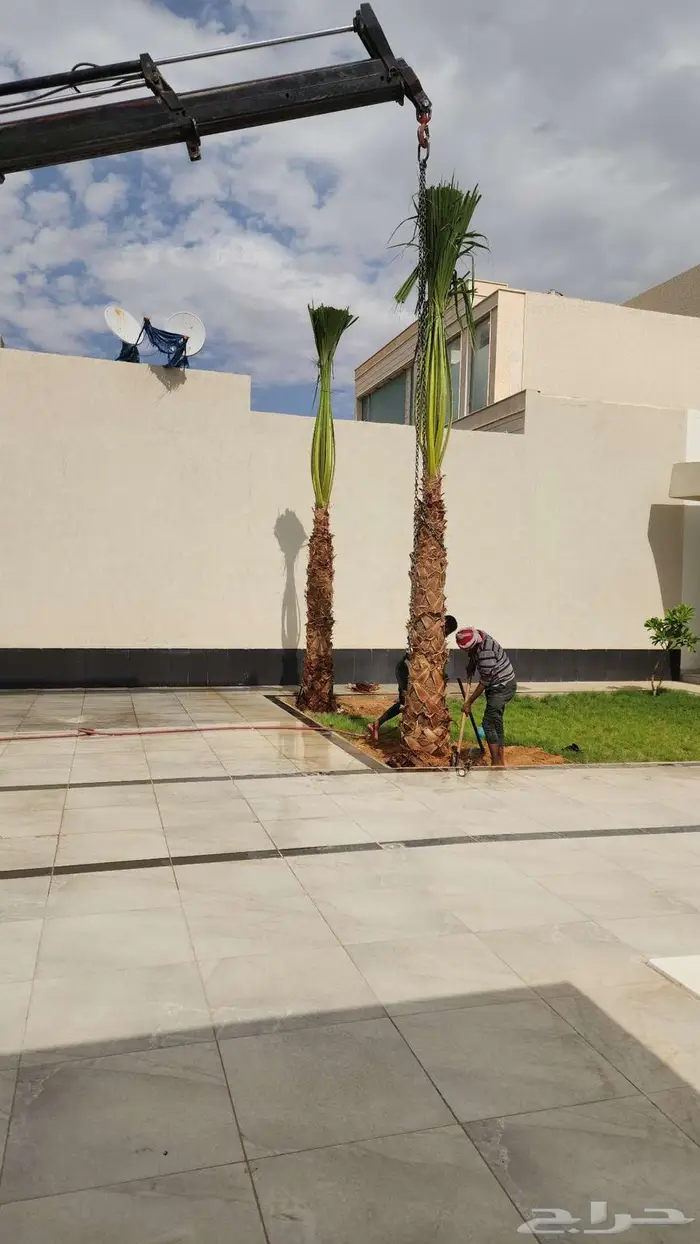 نخل للبيع واشنطن نخل واشنطني زينة 1